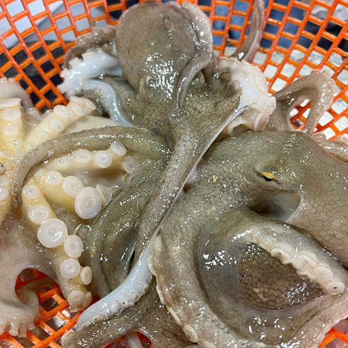 국내산 서해안 자연산 생물 활 쭈꾸미 1kg